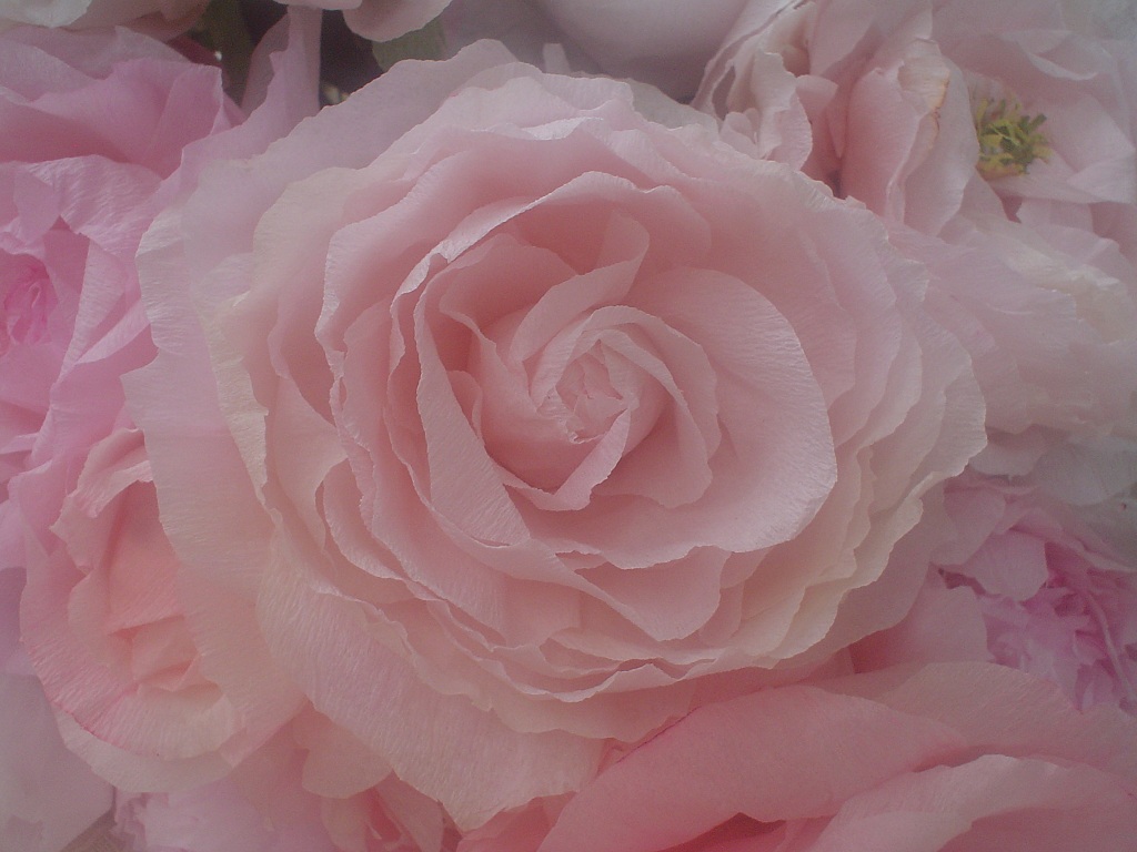 rose_rose1