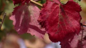 feuille-de-vigne-bordeaux